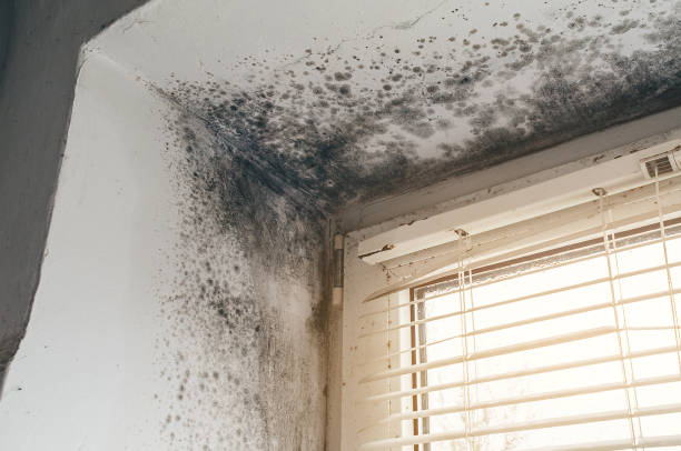 Affordable Basement Mold Removal solutions in Mesquite, TX
