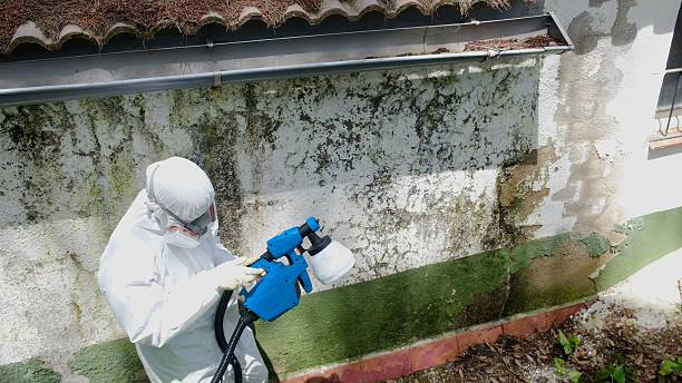 Trusted Attic Mold Removal service in Mesquite, TX - Cheap Mold Removal